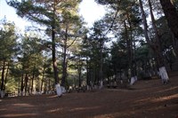Belen, Güzelyayla Mesire Alanı